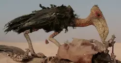 Steelpecker dans l’Épisode VII