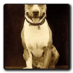 Toutes les infos sur Le Chien Inconnu Le Chien Inconnu(buster-keaton-saga)