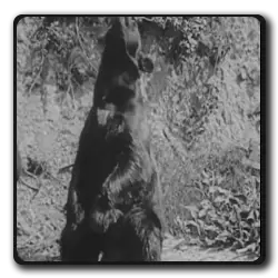 Toutes les infos sur Un Ours Un Ours(buster-keaton-saga)