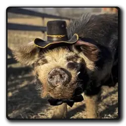 Toutes les infos sur Le Cochon Le Cochon(films-non-classes)