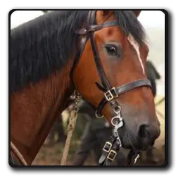 Toutes les infos sur Tornade Tornade(zorro-saga)