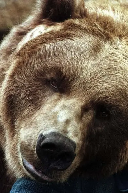 Photo de The bear ii, Bart