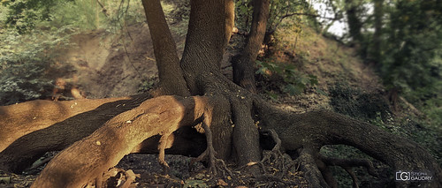 Les bois de la Chartreuse - coucher de soleil sur les racines
