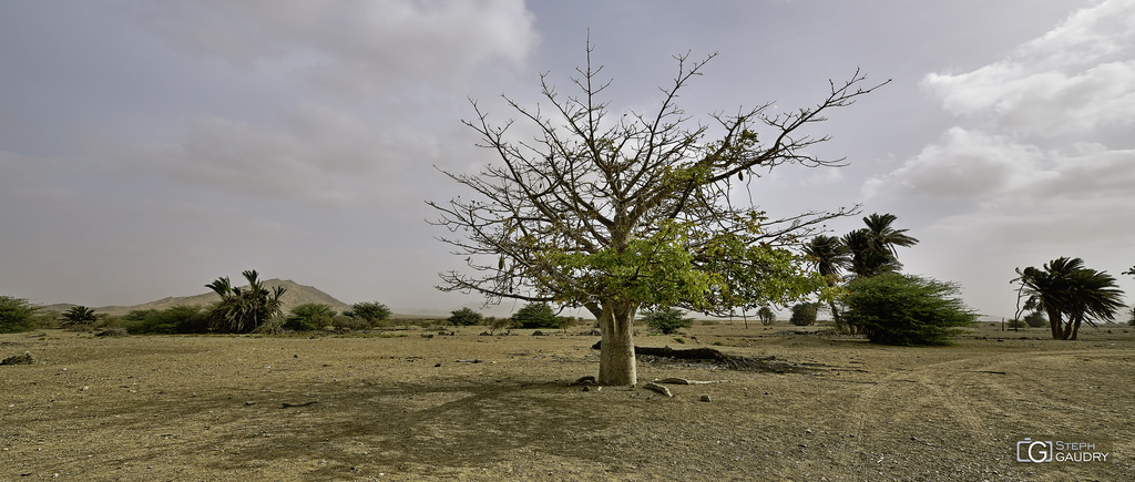Baobab devant le Monte Estância